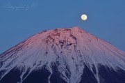 朝霧高原の紅パール富士の写真 「桃色に昇る」
