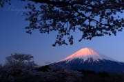 大石寺の桜と紅富士の写真 「主役交代」