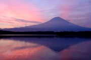 田貫湖の朝焼けの写真 「紫陽花色」
