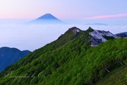 観音岳(鳳凰三山)から新緑と富士山の写真 「上天の色彩」