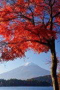 河口湖の紅葉と富士山の写真 「紅の冠」