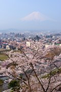 富士見孝徳公園の桜と富士山の写真 「この町の春」