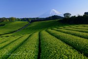 富士市今宮の茶畑の写真 「新芽の絨毯」