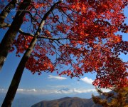 丸山林道の紅葉と富士山の写真 「紅の大翼」
