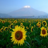 花の都公園のヒマワリと富士山の写真 「寝ぼけまなこ」