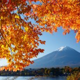 河口湖の紅葉と富士山の写真 「鮮黄の額縁」