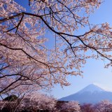 大石寺の桜と富士山の写真 「春に誘われ」