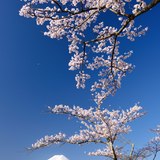新倉山浅間公園から望む桜と富士山の写真 「天まで咲いて」