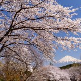 岩本山公園の桜と富士山の写真 「桜の森」