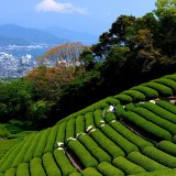 日本平の茶畑にて茶摘みの写真 「富士遥か、茶摘の頃」