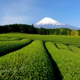 富士宮市杉田地区の茶畑の写真 「茶摘みは終われど」