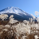 軽水林道のススキと富士山の写真 「最後の煌めき」