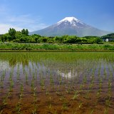 富士吉田市の水田と富士山の写真 「整列っ！」