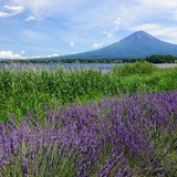 大石公園のラベンダーと富士山の写真 「今年のラベンダー」