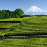 大淵笹場の茶畑の写真 「緑の階段」