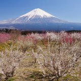 富士宮市白糸から望む梅林と富士山の写真 「彩の楽園」