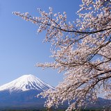 河口湖の桜と富士山の写真 「聡明の春」