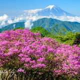 ハマイバ丸のミツバツツジと富士山の写真 「大株鮮やか」