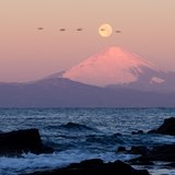 三浦半島から望むパール富士の写真 「朝焼けに翔ぶ」