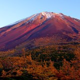 富士山奥庭からの紅富士とカラマツの紅葉の写真 「明日を向く勇姿」