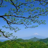葛城山の新緑と富士山の写真 「新緑のツバサ」