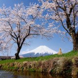 忍野村新名庄川の桜の写真 「桜の便りに誘われて」