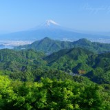 葛城山の新緑と富士山の写真 「新緑の丘」