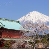 大石寺の桜と富士山の写真 「三位一体」