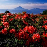 甘利山のレンゲツツジの写真 「花盛り」