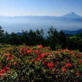 甘利山のレンゲツツジの写真 「いろどりの丘」