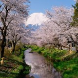 忍野村新名庄川の桜の写真 「みんなが待っている」
