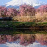 富士吉田の桜と逆さ富士の写真 「春の姿見」