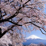 下柚木興徳寺の桜の写真 「澄空爛漫」