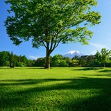 諏訪の森自然公園（パインズパーク）より望む新緑と富士山の写真 「グリーンパーク」