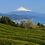 日本平の茶畑の写真 「春空爽やかに」