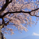 富士市雁公園の桜の写真 「春の息吹」