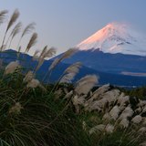 三島市からの富士山とススキの写真 「冬風」