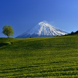 富士市今宮の茶畑より望む富士山の写真 「緑の絨毯」