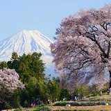わに塚の桜と富士山の写真 「賑わうわに塚の桜」