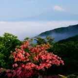箱根スカイラインのツツジの写真 「雲上の彩」
