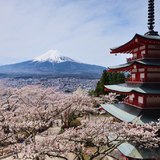 新倉山浅間公園・忠霊塔から望む満開の桜と富士山の写真 「桜まつり」