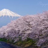 潤井川・龍巌淵の桜と富士山の写真 「春咲いて」