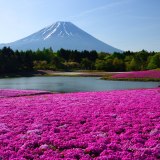 本栖湖リゾートの芝桜と富士山の写真 「清朝のシバザクラ」