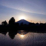 御殿場市水田のダイヤモンド富士の写真 「田園煌めく」