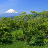 浮島ヶ原自然公園の新緑の写真 「碧々と茂る」