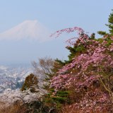 富士見孝徳公園の写真 「濃淡共演」