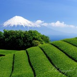 岩本山の茶畑の写真 「鮮やかな斜面」