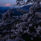 岩殿山から望む桜と富士山の夜明けの写真 「春靄の朝」