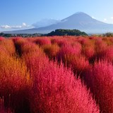 大石公園のコキアの紅葉と富士山の写真 「モフモフパラダイス」