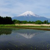 忍野村の水田逆さ富士の写真 「薄曇り映して」